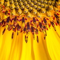 Sunflower under the horizon