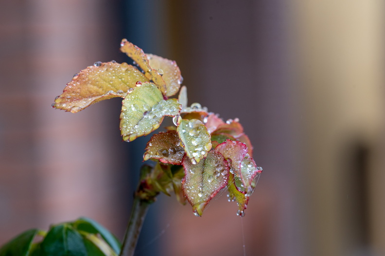 K75_0767.jpg