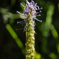 Wildflowers