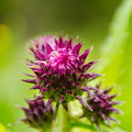 Wildflowers